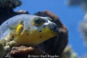 Pufferfish
 Bunaken, Sulawesi, Indonesia, 
Nikon D300S,... by Hans-Gert Broeder 